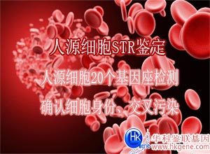 人源細(xì)胞鑒定