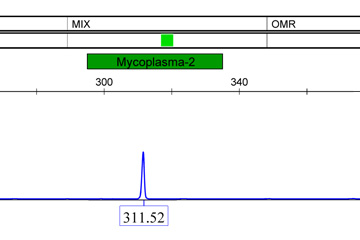 支原體檢測(cè)-熒光PCR+毛細(xì)管電泳使得檢測(cè)靈敏度上升千倍