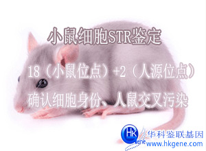 小鼠細(xì)胞鑒定