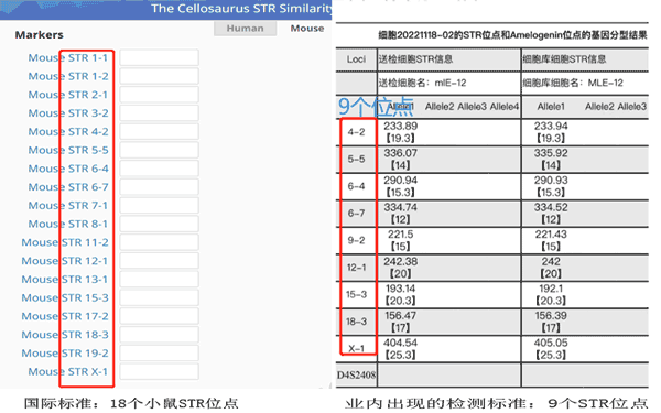 小鼠STR-18位點(diǎn)-30K.gif