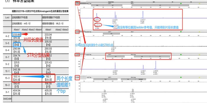 小鼠細(xì)胞STR分型檢測片段長度.jpg