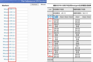 小鼠細(xì)胞STR鑒定的檢測(cè)問(wèn)題及誤區(qū)